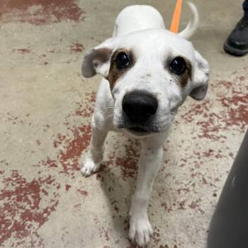 Mixed Breed Dogs Available for Adoption in Pauls Valley, Oklahoma - Cain | PetCurious