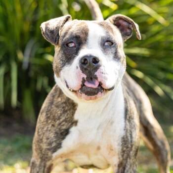 COSMIC -  American Bulldog and Pit Bull Terrier Dog for Adoption in Camarillo, California - COSMIC | PetCurious