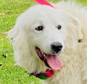 Rescue Great Pyrenees Dogs for Adoption in Colusa, California - Juno | PetCurious