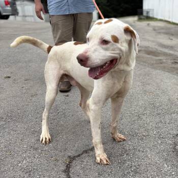 Dino -  Coonhound Dog for Adoption in Bardstown, Kentucky - Dino | PetCurious