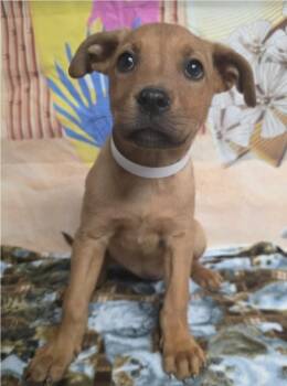 Rhodesian Ridgeback Dogs Available for Adoption - Reya | PetCurious