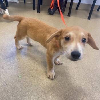 Oliver -  Cardigan Welsh Corgi and Beagle Dog for Adoption in West Palm Beach, Florida - Oliver | PetCurious
