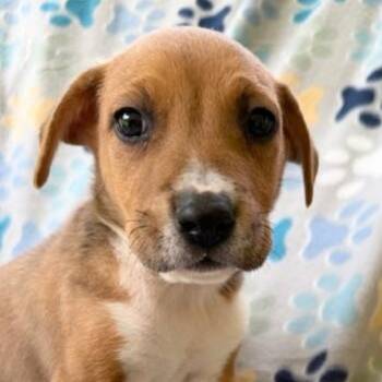 German Shepherd Dog and Labrador Retriever Dogs Available for Adoption in Andover, Massachusetts - Murry Mojito | PetCurious