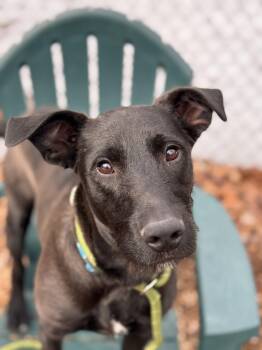 Shepherd and Collie Dogs Available for Adoption - Jax | PetCurious