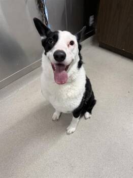 Karelian Bear Dog and Husky Dogs Available for Adoption in Fairbanks, Alaska - SHELBY | PetCurious