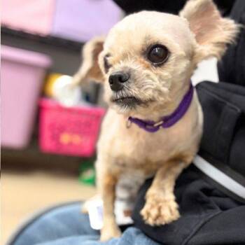 VINNY -  Lhasa Apso and Mixed Breed Dog for Adoption in Aurora, Colorado - VINNY | PetCurious