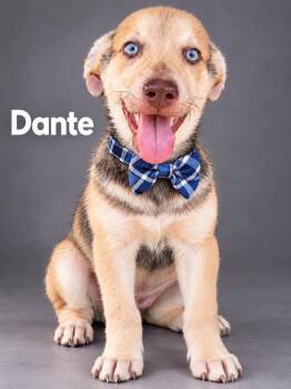 Dante -  German Shepherd Dog and Husky Dog for Adoption in Lucas, Texas - Dante | PetCurious