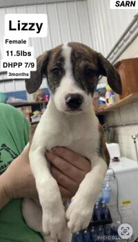 Lizzie -  Retriever Dog for Adoption in Bull Valley, Illinois - Lizzie | PetCurious