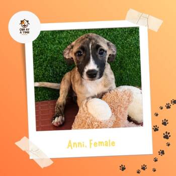 Anni -  Shepherd Dog for Adoption in Tallahassee, Florida - Anni | PetCurious