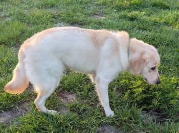 Golden Retriever Dogs Available for Adoption in Fort Myers, Florida - Enzo | PetCurious