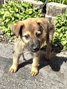 Shepherd Dogs Available for Adoption - Laffe | PetCurious