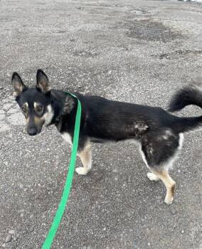 German Shepherd Dog and Husky Dogs Available for Adoption in Billings, Montana - KAIRO | PetCurious