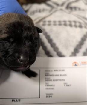 GUMMY - NEEDS A FOSTER -  German Shepherd Dog Dog for Adoption in Ontario, California - GUMMY - NEEDS A FOSTER | PetCurious