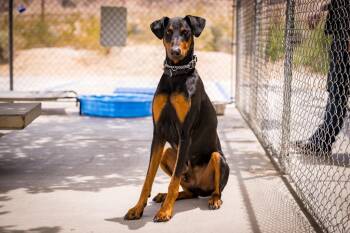 Cerberus -  Doberman Pinscher Dog for Adoption in Twentynine Palms, California - Cerberus | PetCurious