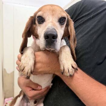 Beagle Dogs Available for Adoption in Chino Hills, California - Fang - Chino Hills Location | PetCurious