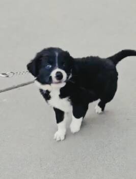 Labrador Retriever and Border Collie Dogs Available for Adoption in Evergreen, Colorado - Oreo | PetCurious