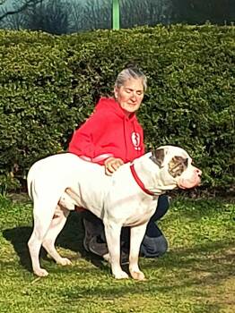 American Bully Dogs Available for Adoption in Elyria, Ohio - Link | PetCurious