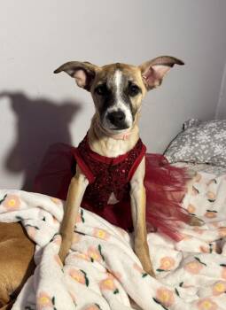 Rescue Mountain Cur Dogs for Adoption in New Martinsville, West Virginia - Kylie | PetCurious