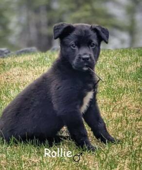 Black Labrador Retriever Dogs Available for Adoption in Sandy Hook, Manitoba - Rollie | PetCurious