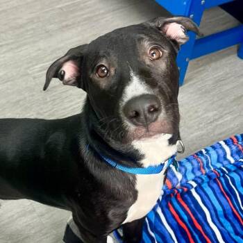 Mixed Breed Dogs Available for Adoption in State College, Pennsylvania - Bubbles | PetCurious
