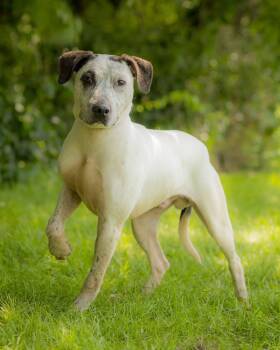 LEO (0092) -  Mixed Breed Dog for Adoption in Bridgeport, Connecticut - LEO (0092) | PetCurious