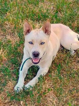 Elsa -  Pit Bull Terrier and Husky Dog for Adoption in Millville, Utah - Elsa | PetCurious