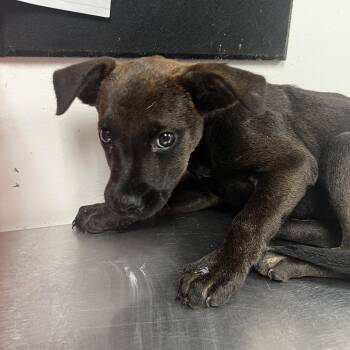 Imogen -  Black Labrador Retriever Dog for Adoption in Birmingham, Alabama - Imogen | PetCurious