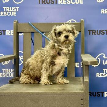 Terrier Dogs Available for Adoption in Waterford, New Jersey - FROGGY | PetCurious
