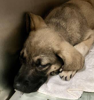 Piston -  German Shepherd Dog Dog for Adoption in Parma, Ohio - Piston | PetCurious