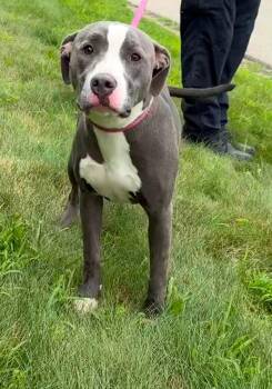 Kendal -  Pit Bull Terrier Dog for Adoption in Youngstown, Ohio - Kendal | PetCurious