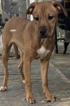 Boxer Dogs Available for Adoption in Newport, Kentucky - Angela | PetCurious