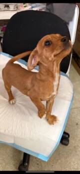 Rescue Chihuahua Dogs for Adoption in Fresno, California - Whiskey | PetCurious