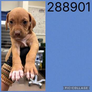 A288901 -  Mixed Breed Dog for Adoption in Macon, Georgia - A288901 | PetCurious
