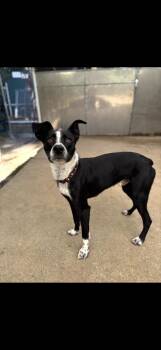 Oreo - 25311 -  Border Collie and Pit Bull Terrier Dog for Adoption in Armonk, New York - Oreo - 25311 | PetCurious