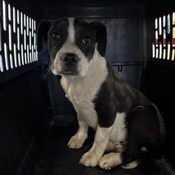 Pit Bull Terrier Dogs Available for Adoption - Kilby | PetCurious