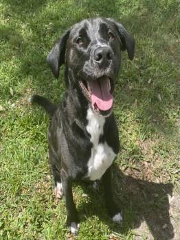 NANDOR -  Mixed Breed Dog for Adoption in Palmetto, Florida - NANDOR | PetCurious