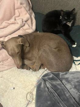 DAISY -  Weimaraner and Doberman Pinscher Dog for Adoption in Holbrook, New York - DAISY | PetCurious