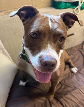 PorkChop -  American Staffordshire Terrier Dog for Adoption in Long Beach, New York - PorkChop | PetCurious