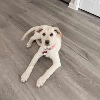 Labrador Retriever and Mixed Breed Dogs Available for Adoption - Addie | PetCurious