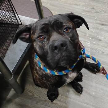 Sky -  Bullmastiff Dog for Adoption in Summerville, South Carolina - Sky | PetCurious