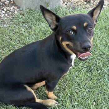 Porsche -  Chihuahua Dog for Adoption in Copiague, New York - Porsche | PetCurious