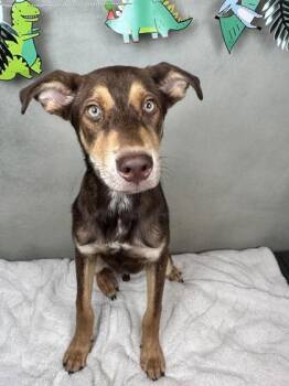 Arizona -  Husky and Mixed Breed Dog for Adoption in Fort Worth, Texas - Arizona | PetCurious