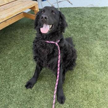Curly -  Curly Coated Retriever and Mixed Breed Dog for Adoption in Hawthorne, California - Curly | PetCurious