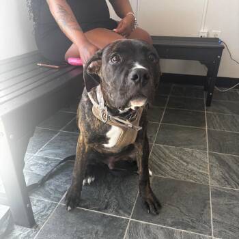 Mixed Breed Dogs Available for Adoption - Oakley | PetCurious