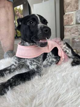Claire -  Australian Cattle Dog Blue Heeler and Beagle Dog for Adoption in Florissant, Missouri - Claire | PetCurious