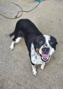Luna sweet gentle girl -  Australian Cattle Dog Blue Heeler Dog for Adoption in Russiaville, Indiana - Luna Sweet Gentle Girl | PetCurious