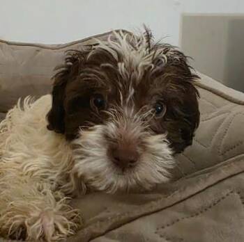 Dachshund and Miniature Poodle Dogs Available for Adoption in Manvel, Texas - Moon | PetCurious