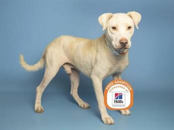 MILO -  Labrador Retriever and Mixed Breed Dog for Adoption in Phoenix, Arizona - MILO | PetCurious