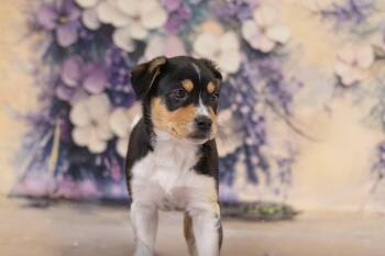 Terrier and Cattle Dog Dogs Available for Adoption in Whitestown, Indiana - Norah | PetCurious