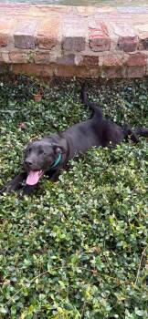 Rescue Black Labrador Retriever and Labrador Retriever Dogs for Adoption in Glocester, Rhode Island - Pugsley | PetCurious